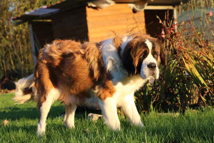 Saint Bernard pure race Étaples