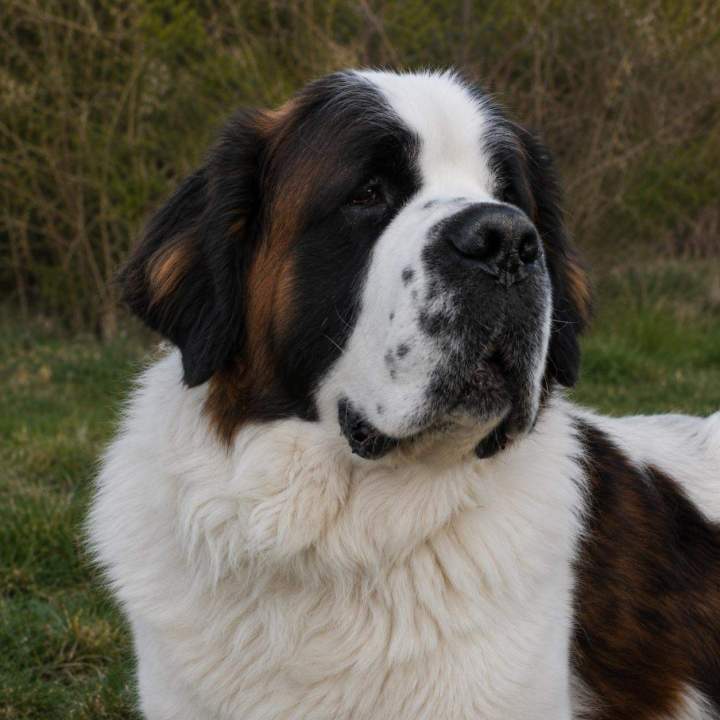 Saint Bernard