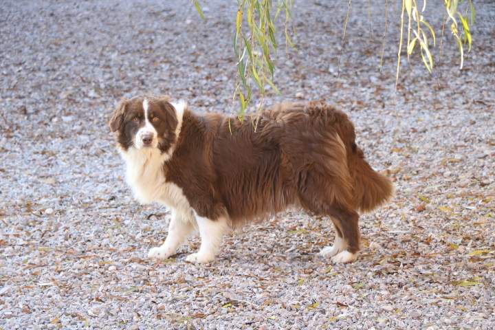 Chiens reproducteurs LOF Domaine du Hameau du Fayel Étaples
