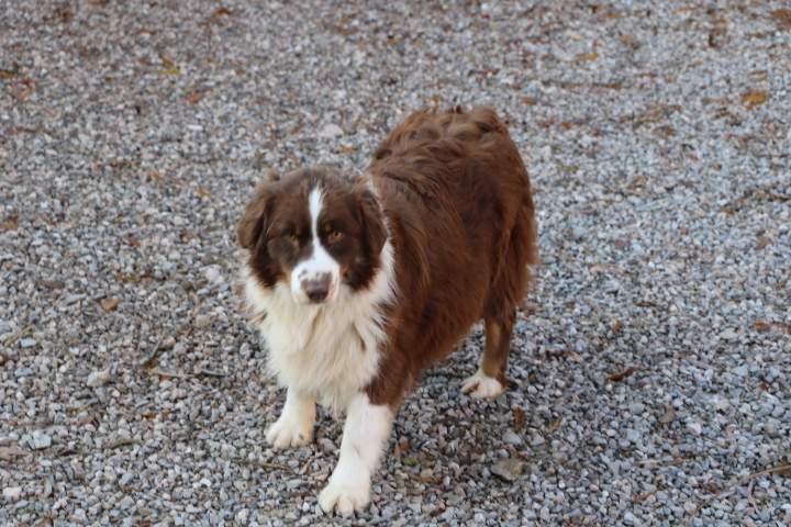 Chien de reproduction Domaine du Hameau du Fayel Étaples