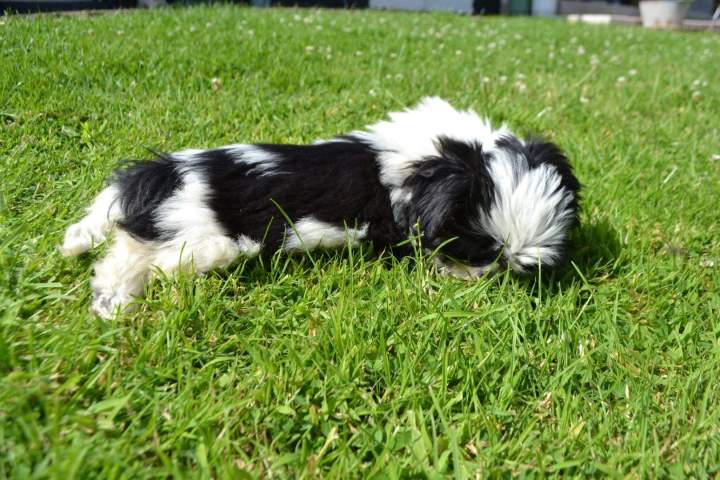 Shih Tzu LOF Étaples 