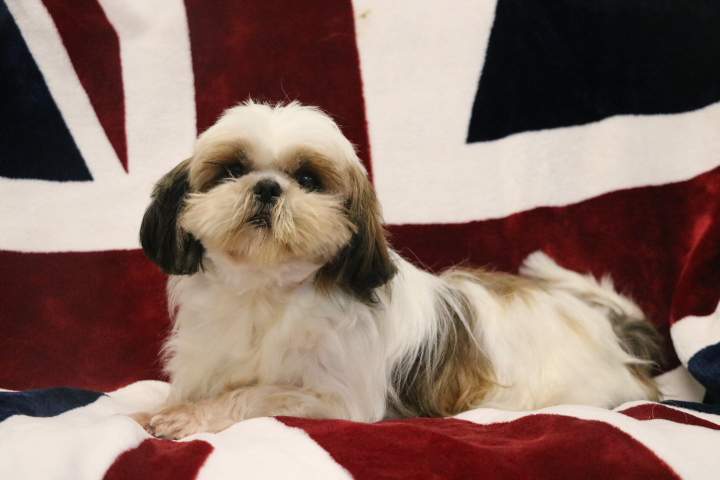 Shih Tzu LOF Étaples