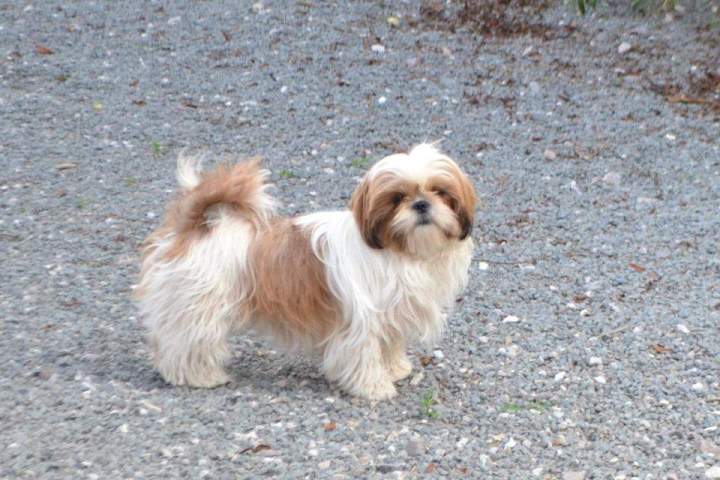 Shih Tzu LOF Étaples