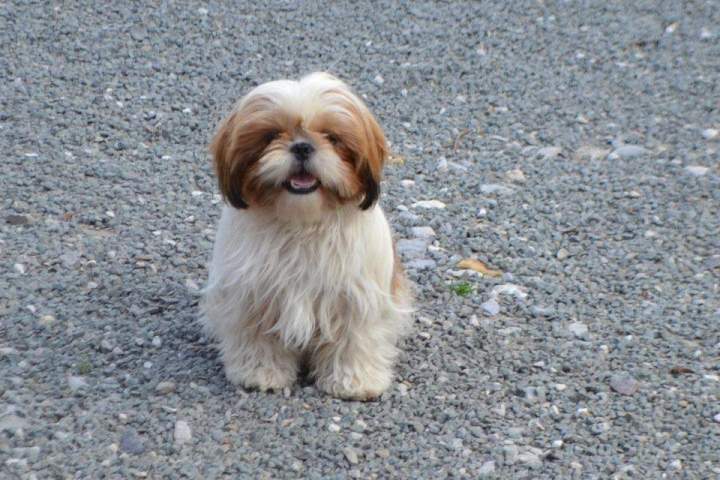 Shih Tzu LOF Étaples