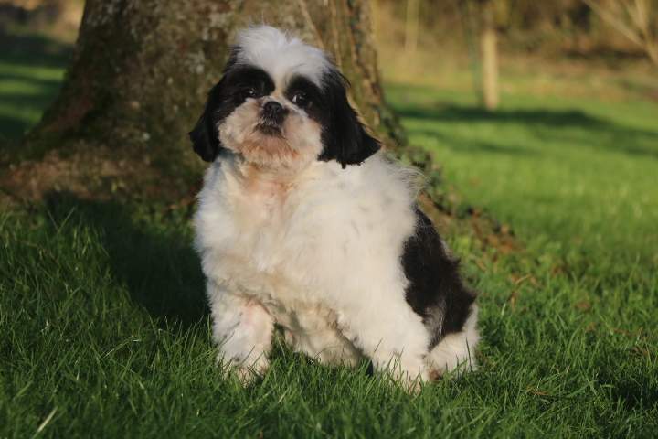 Shih Tzu LOF Étaples