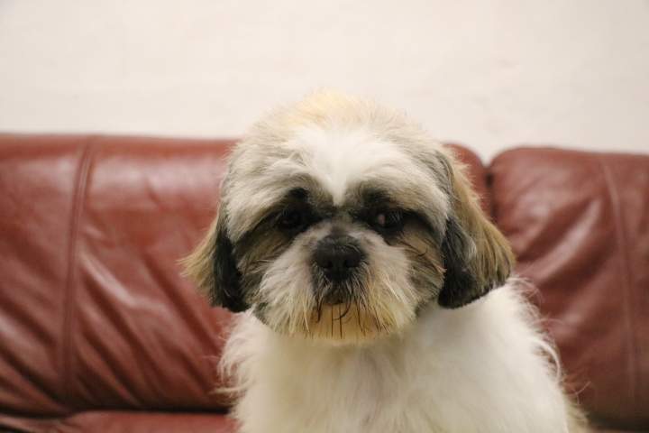 Shih Tzu LOF Étaples