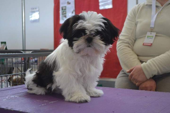 Shih Tzu à vendre Étaples  