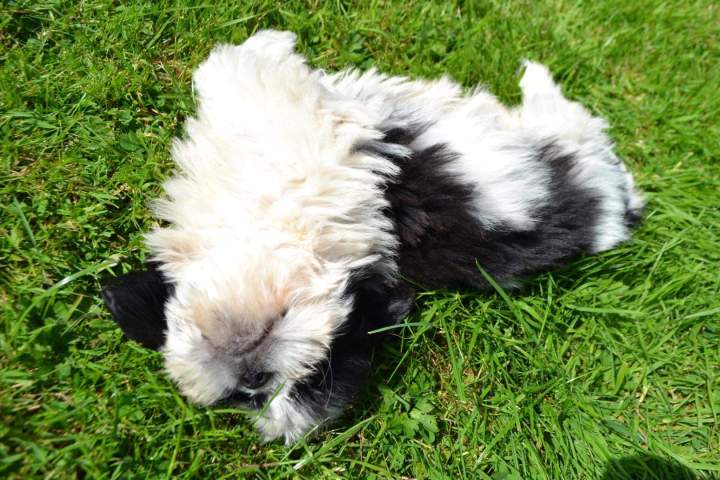 Shih Tzu à vendre Étaples 