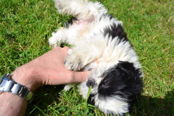 Shih Tzu à vendre Étaples