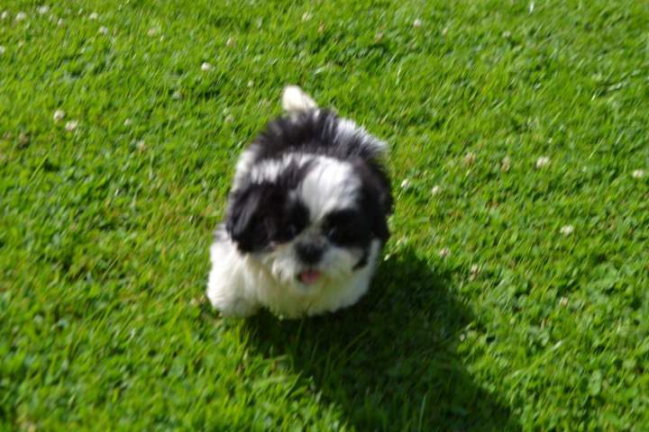 Shih Tzu de reproduction Étaples 