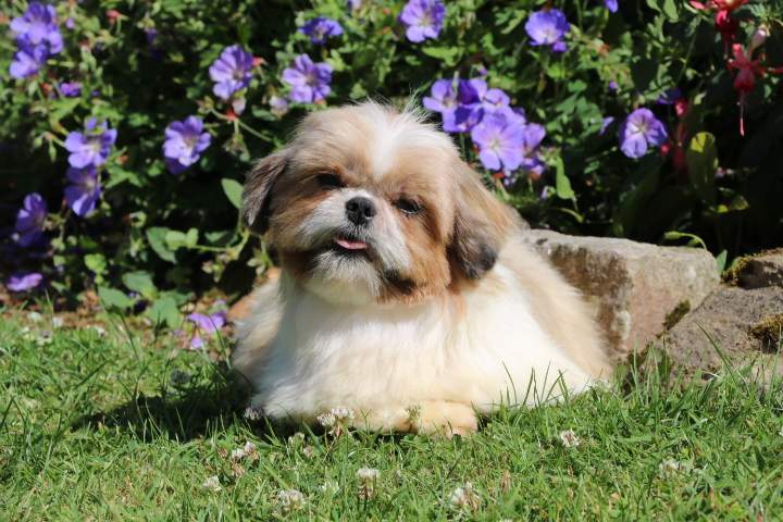 Shih Tzu de reproduction Étaples