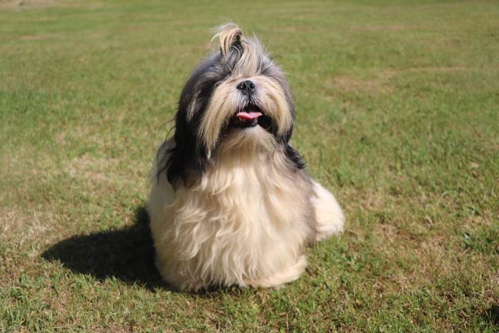 Shih Tzu de reproduction Étaples