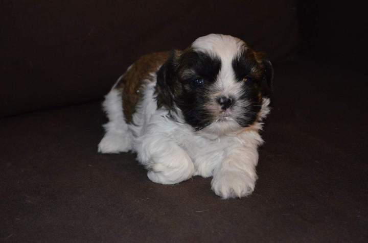 Shih Tzu de reproduction Étaples