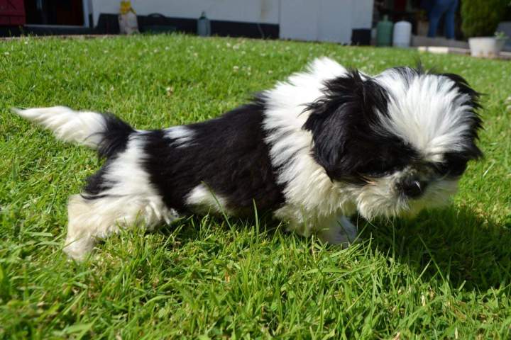 Shih Tzu de reproduction Étaples