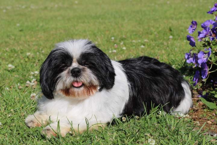 Shih Tzu de reproduction Étaples