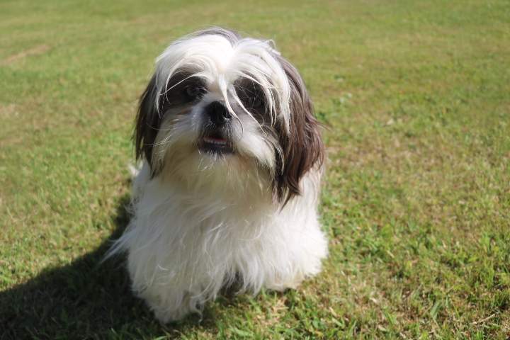 Shih Tzu de reproduction Étaples
