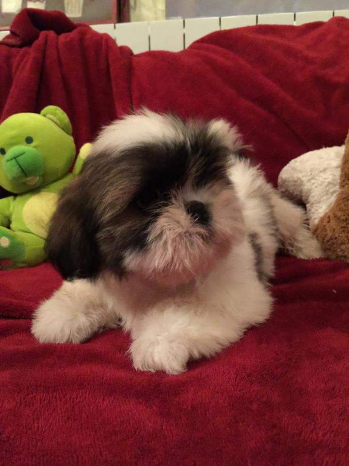 Shih Tzu près d'Étaples 