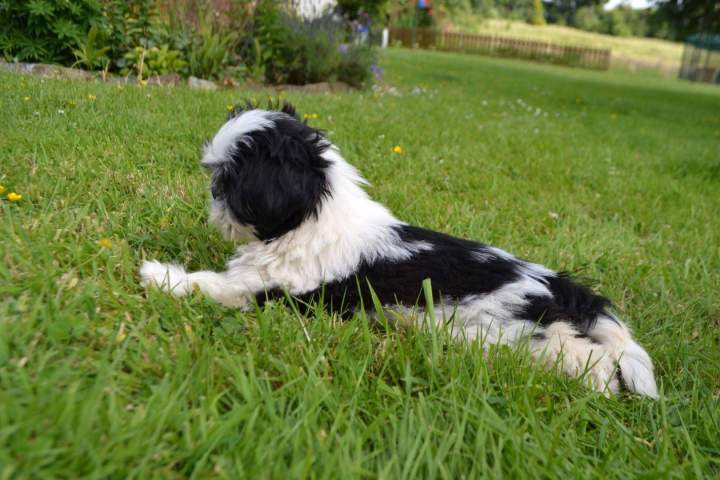 Shih Tzu près d'Étaples
