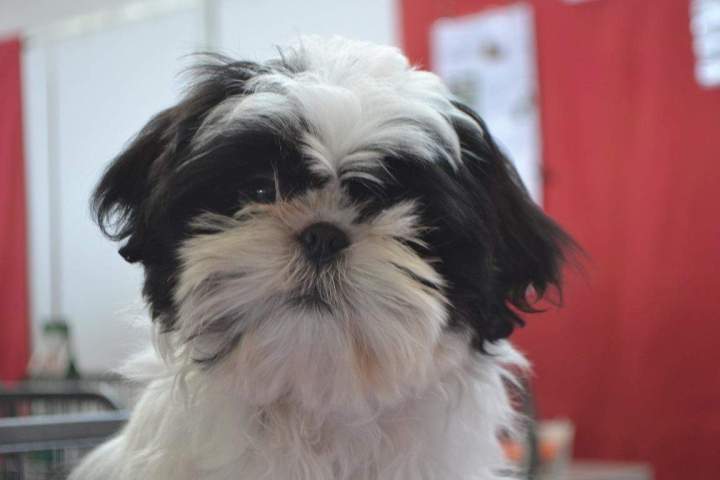 Shih Tzu près d'Étaples