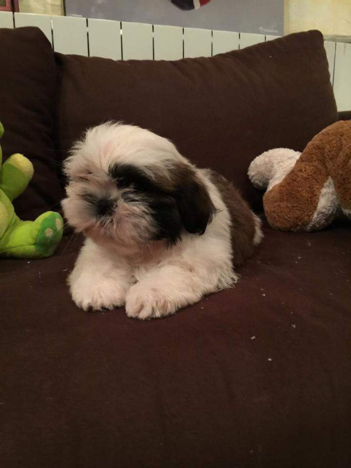 Shih Tzu pure race Étaples 