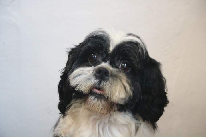 Shih Tzu pure race Étaples