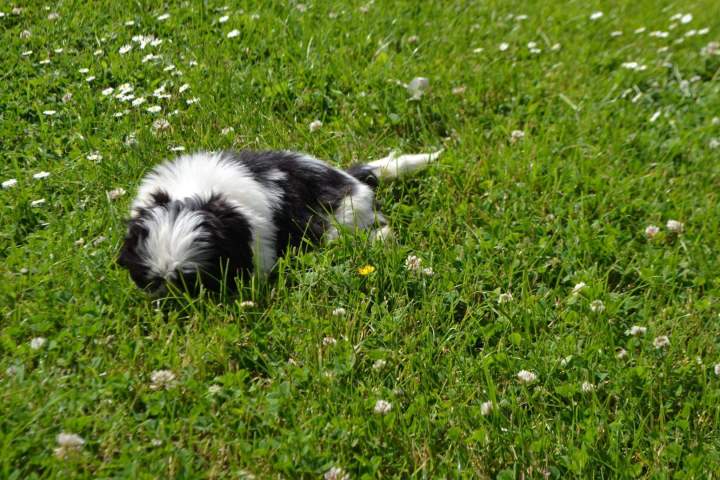Shih Tzu pure race Étaples