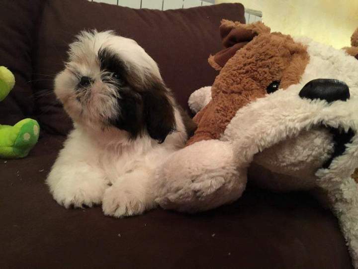 Shih Tzu pure race Étaples