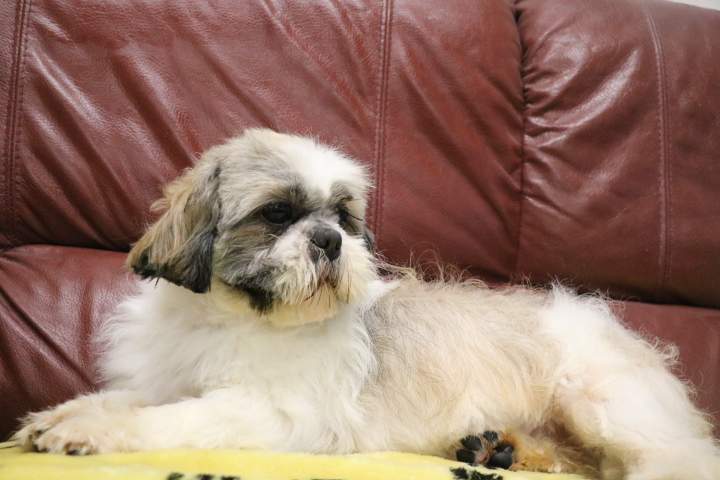 Shih Tzu pure race Étaples