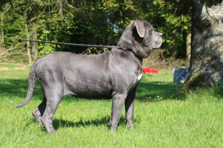 Cane Corso pure race Étaples