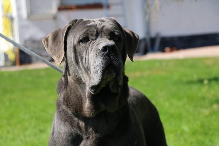 Cane Corso LOF Étaples