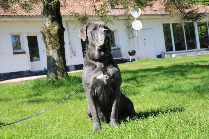 Éleveur de Cane Corso Étaples