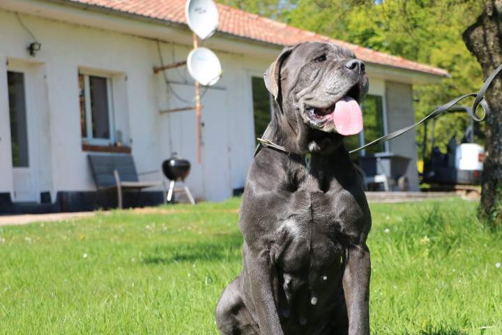 Éleveur de Cane Corso Étaples