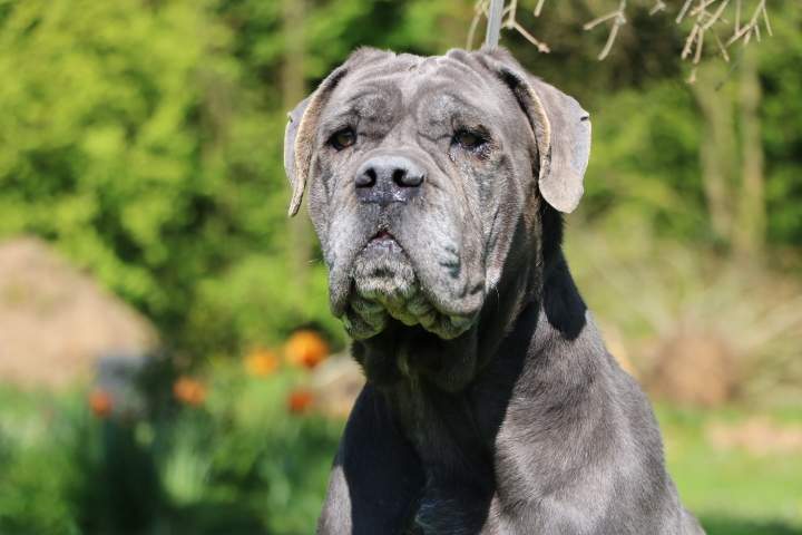 Cane Corso LOF Étaples