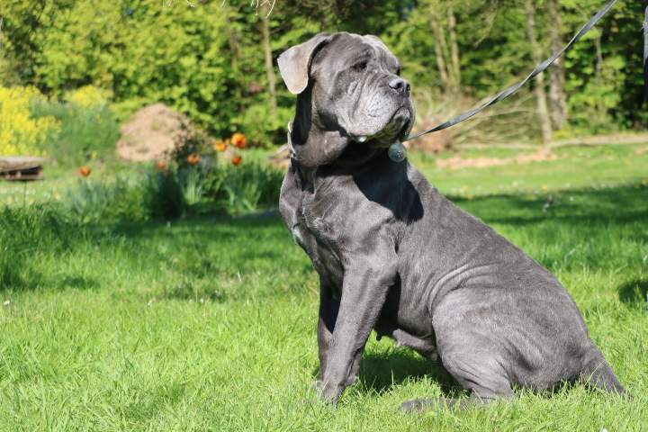 Cane Corso LOF Étaples