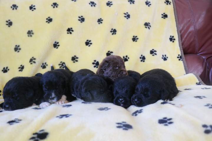 Chiots de race Étaples