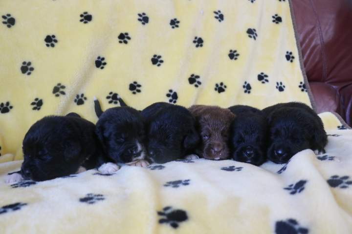 Chiots disponibles Étaples