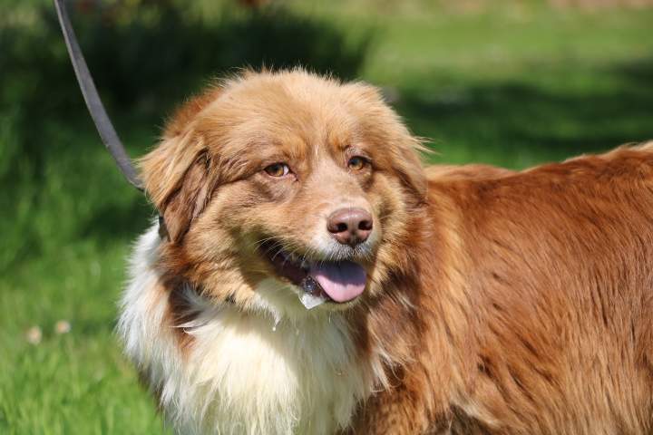 Chien de reproduction Berger Australien Étaples