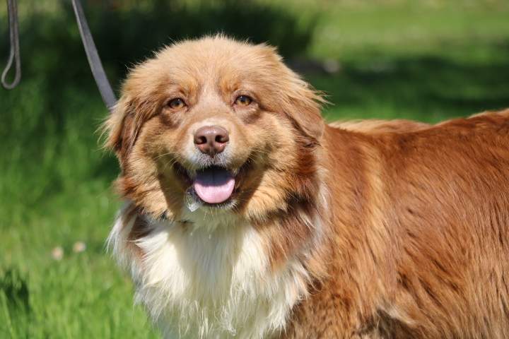 Chien de reproduction Berger Australien Étaples