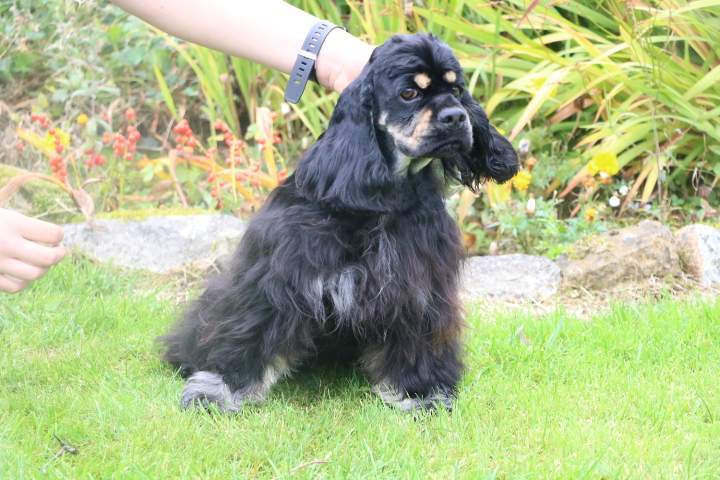 Cocker Américain LOF Étaples