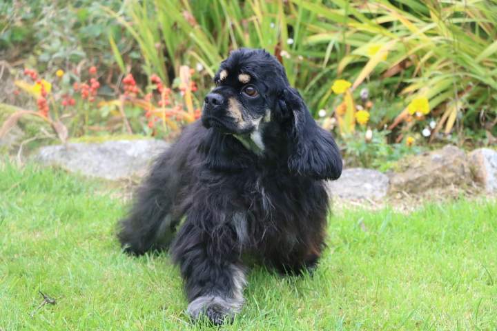 Cocker Américain à vendre Étaples