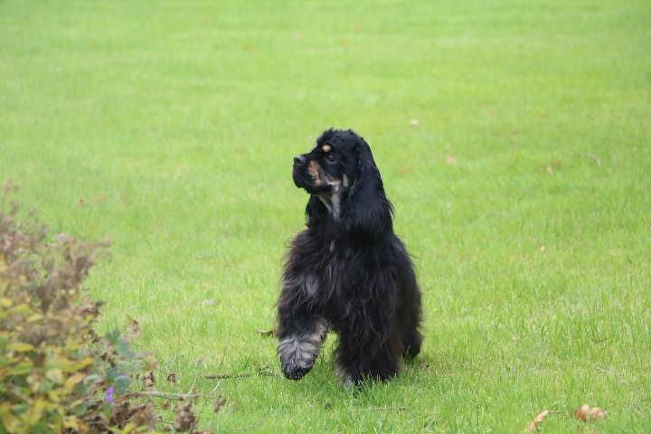Cocker Américain à vendre Étaples