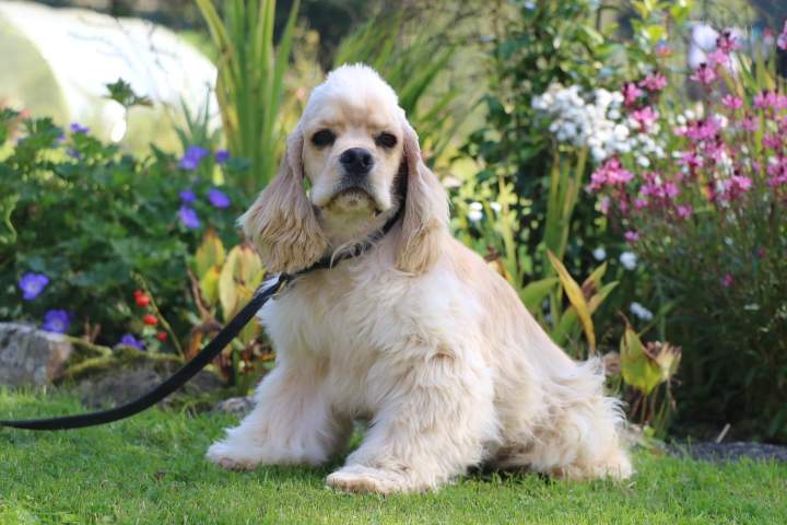 Cocker Américain LOF Étaples