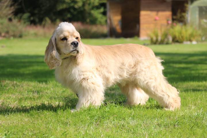 Éleveur Cocker Américain Étaples