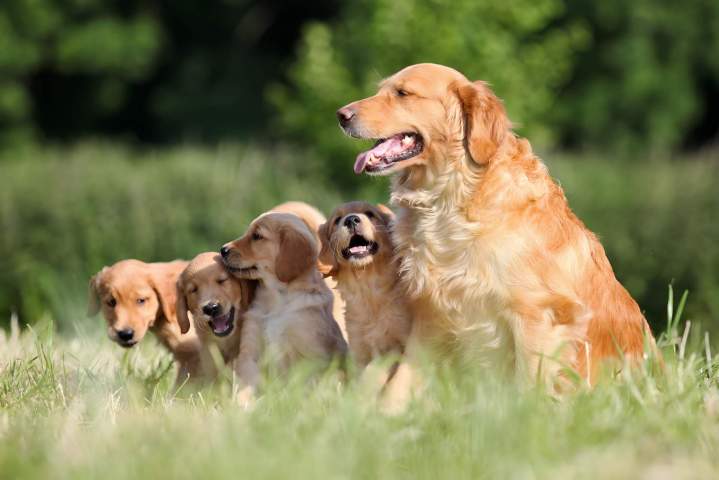 Élevage de chien Étaples