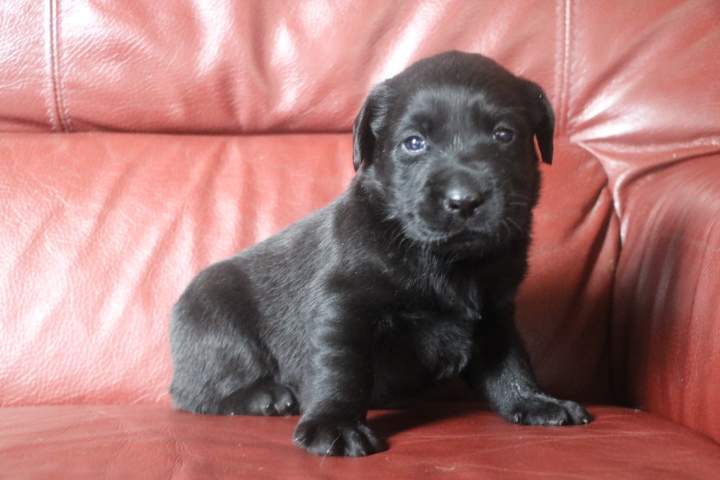 baccara femelle labrador noire du 03.09.2026 (3)