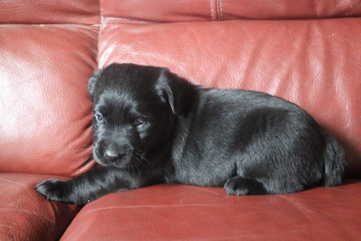 baccara femelle labrador noire du 03.09.2026 (2)