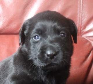 baccara femelle labrador noire du 03.09.2026 (3)
