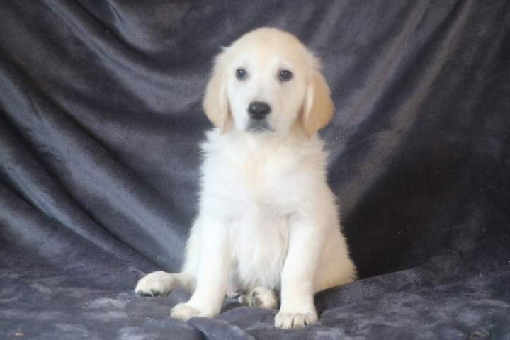 baghera femelle golden r tess du 11.07.2026 (1)