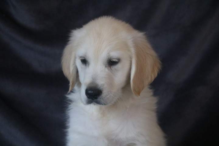 baghera femelle golden r tess du 11.07.2026 (3)