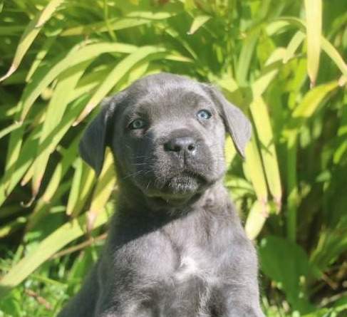 baxter male cc orfee du 15.08.2026 (1)